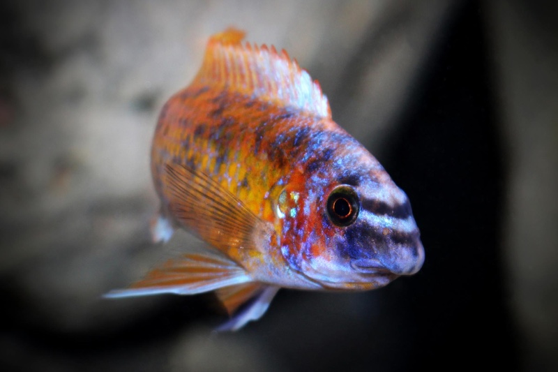 Labeotropheus fuelleborni 'Katale Island'